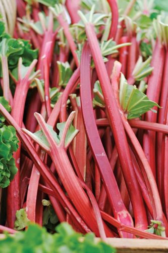 Rhubarb Cultivation
